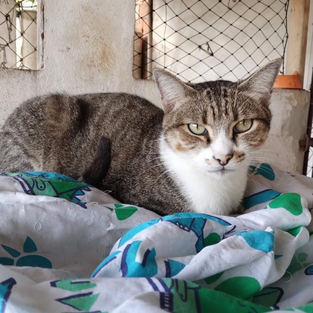Tico, gato de porte médio para adoção em Vitória - ES