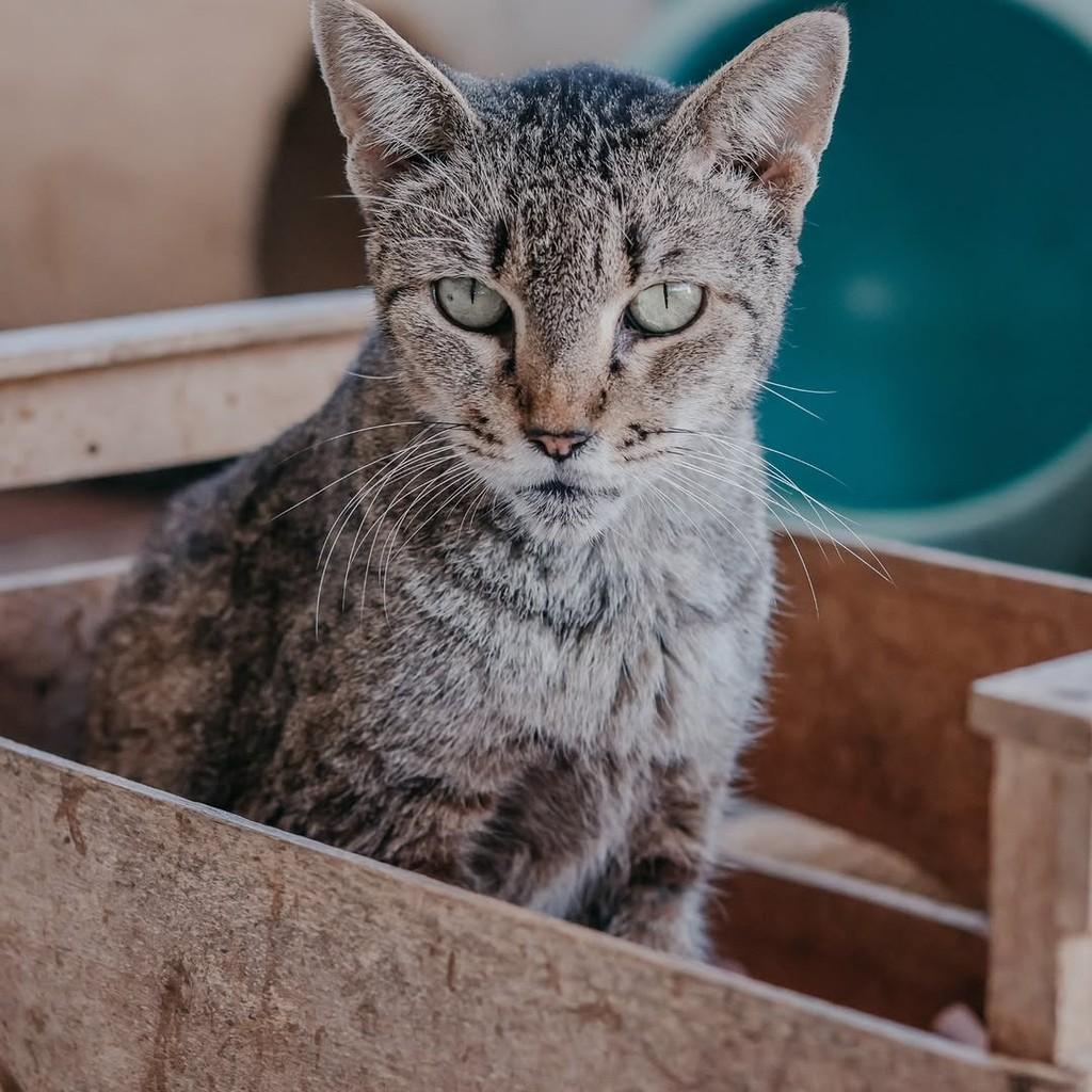 Zana, gata para adoção em Vitória - ES