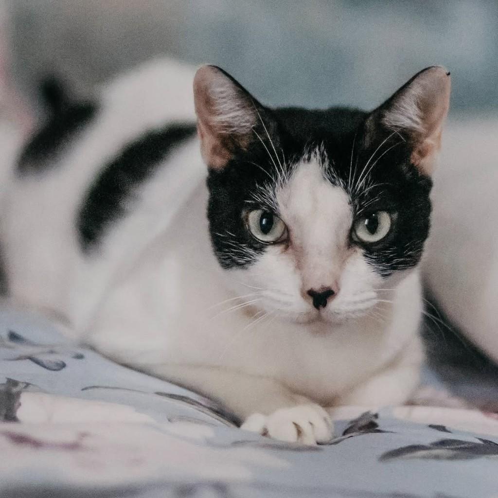 Mila, gato de porte médio para adoção em Vitória - ES