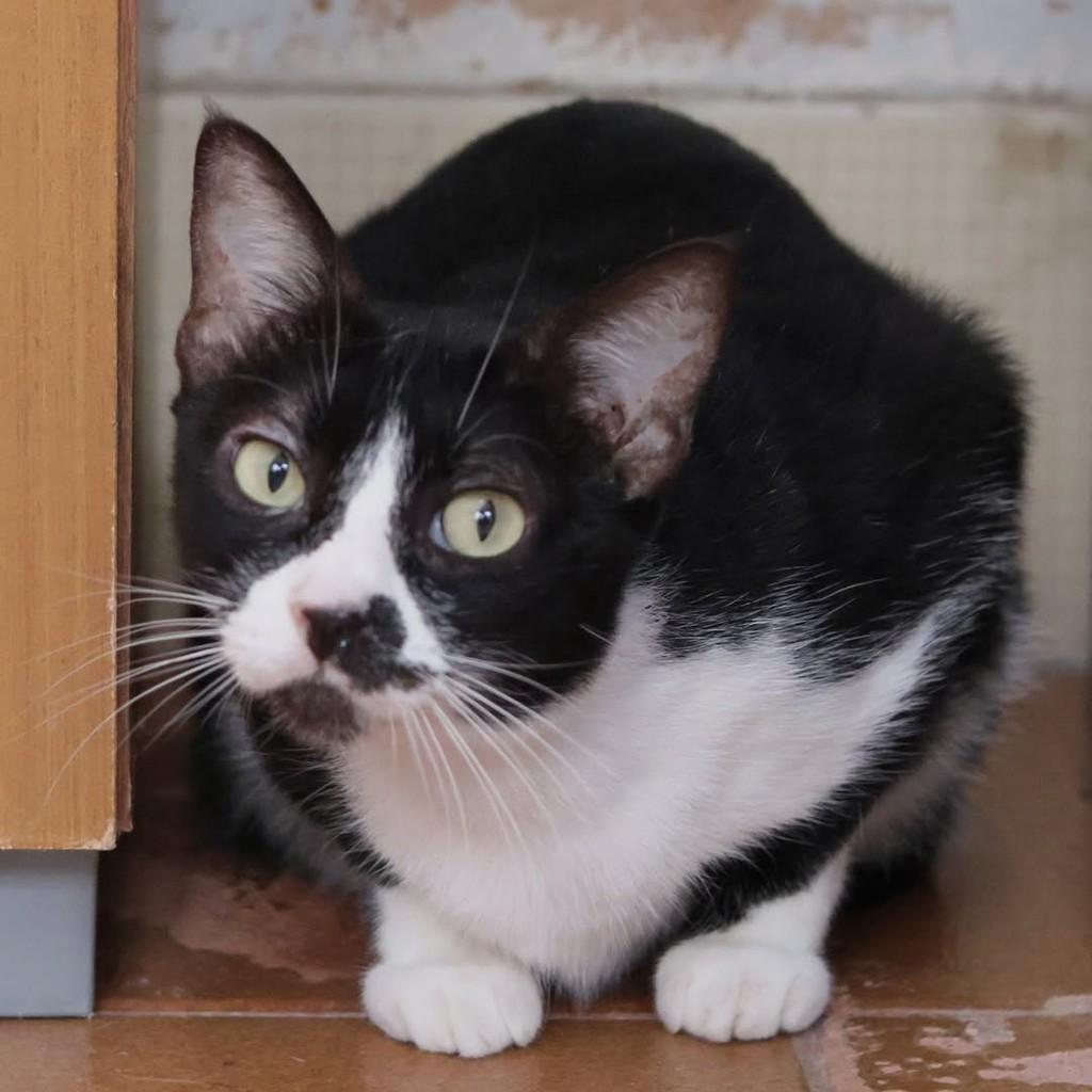Lucia, gato de porte médio para adoção em Vitória - ES