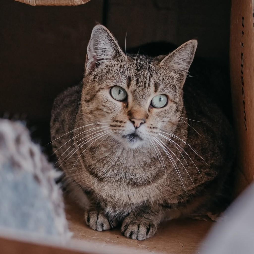 Lince, gata de porte pequeno para adoção em Vitória - ES
