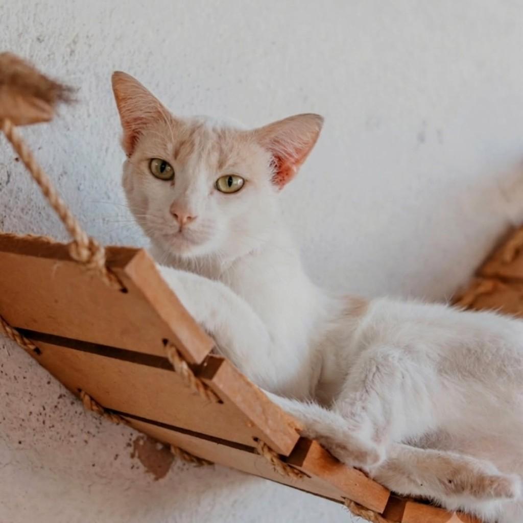 Cacau, gata de porte pequeno para adoção em Vitória - ES