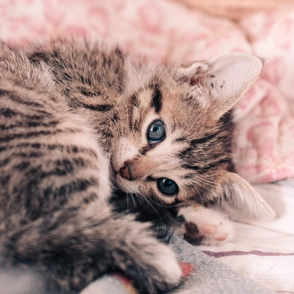 Morganinha, gato de porte pequeno para adoção em Vitória - ES
