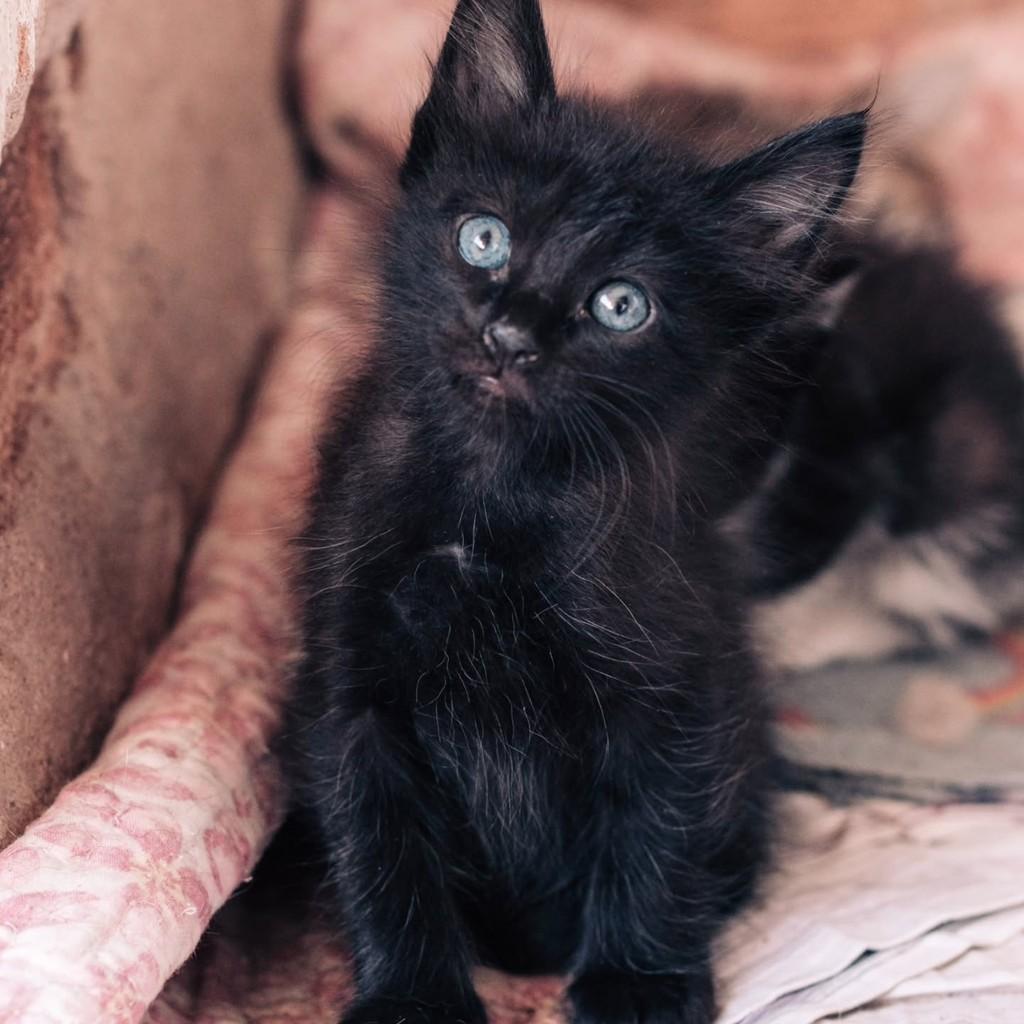 Morganinho, gato de porte pequeno para adoção em Vitória - ES
