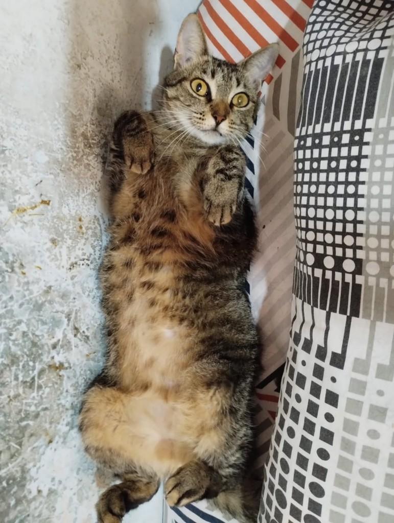 Isis, gata de porte médio para adoção em Vitória - ES