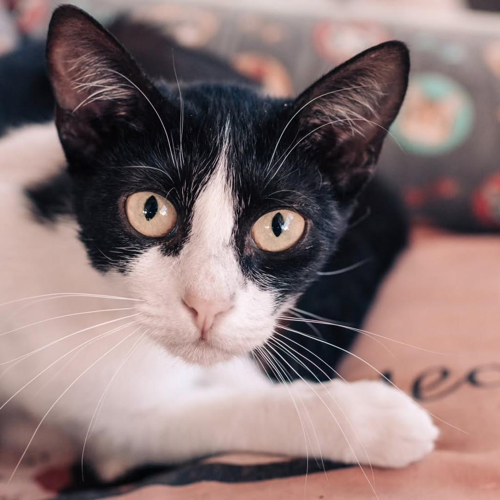 Celeste, gato de porte pequeno para adoção em Vitória - ES