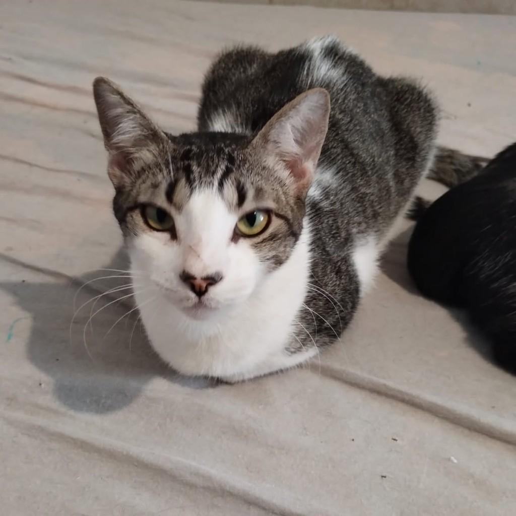 Safira, gato para adoção em Vitória - ES