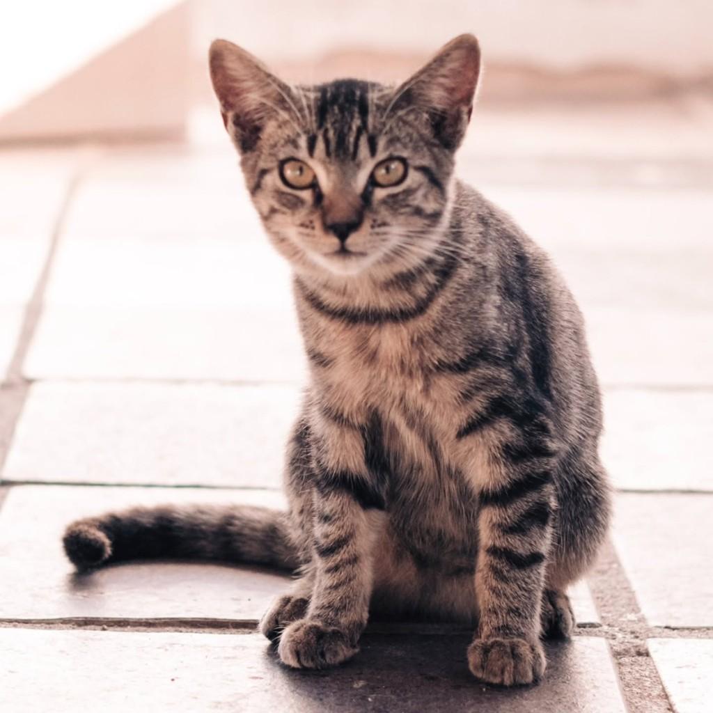 Gonzalo, gato de porte pequeno para adoção em Vitória - ES