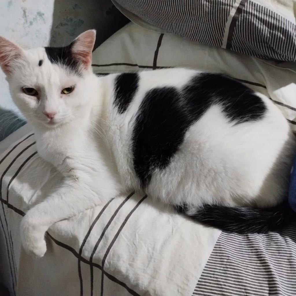 Penélope, gata de porte médio para adoção em Vitória - ES
