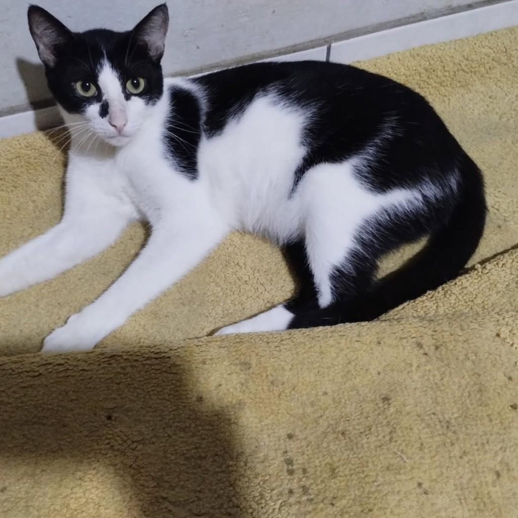 Otávio Augusto, gato de porte médio para adoção em Vitória - ES