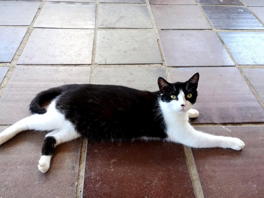 Bia, gata de porte médio para adoção em Vitória - ES