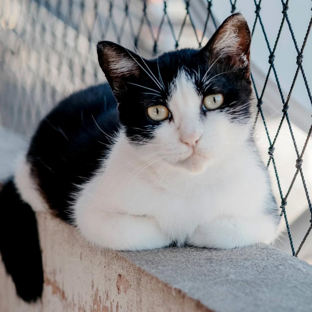Lola, gata de porte médio para adoção em Vitória - ES