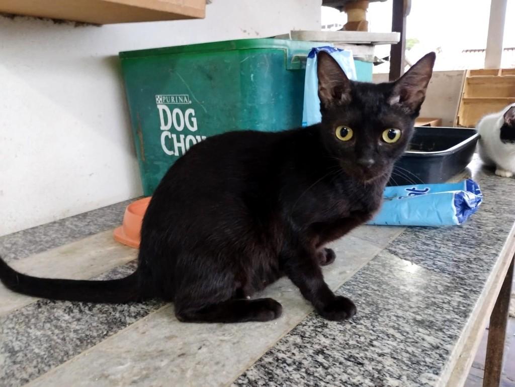 Morgana, gato de porte pequeno para adoção em Vitória - ES