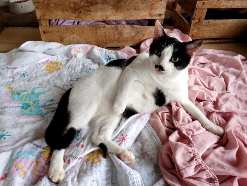Olivia, gata de porte médio para adoção em Vitória - ES