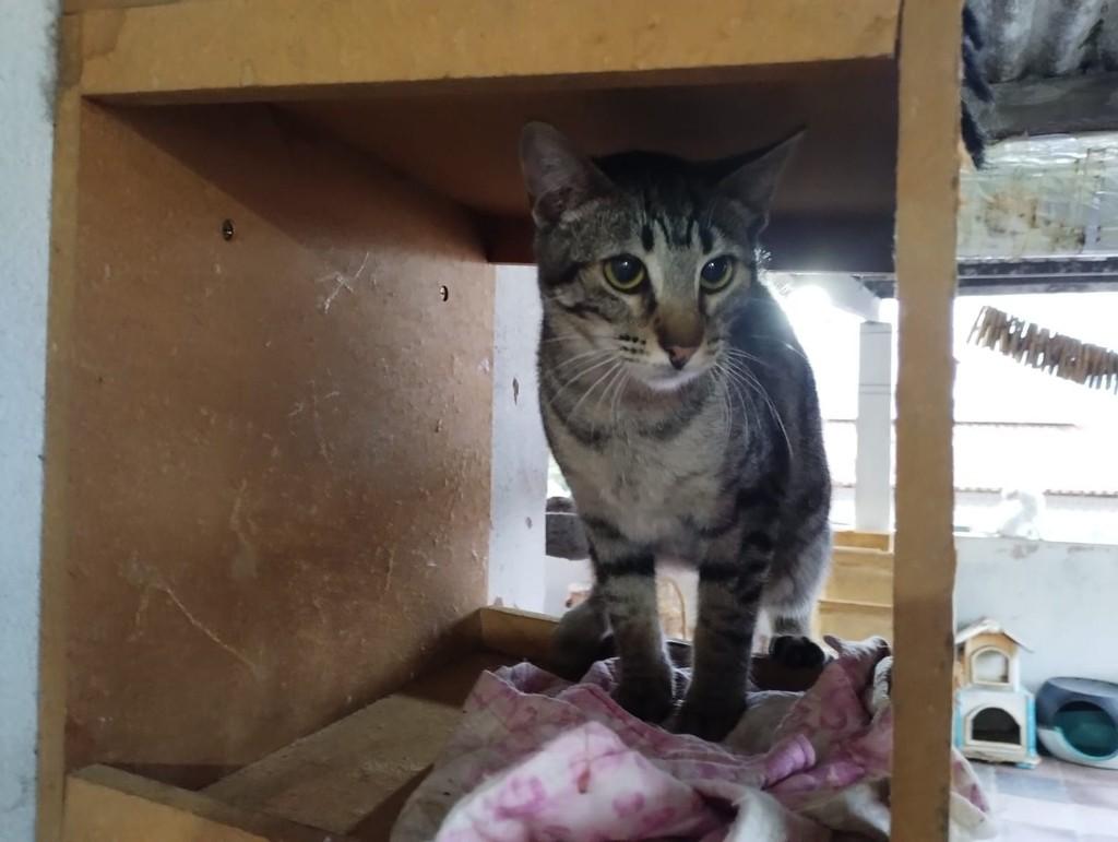 Merry, gata de porte pequeno para adoção em Vitória - ES