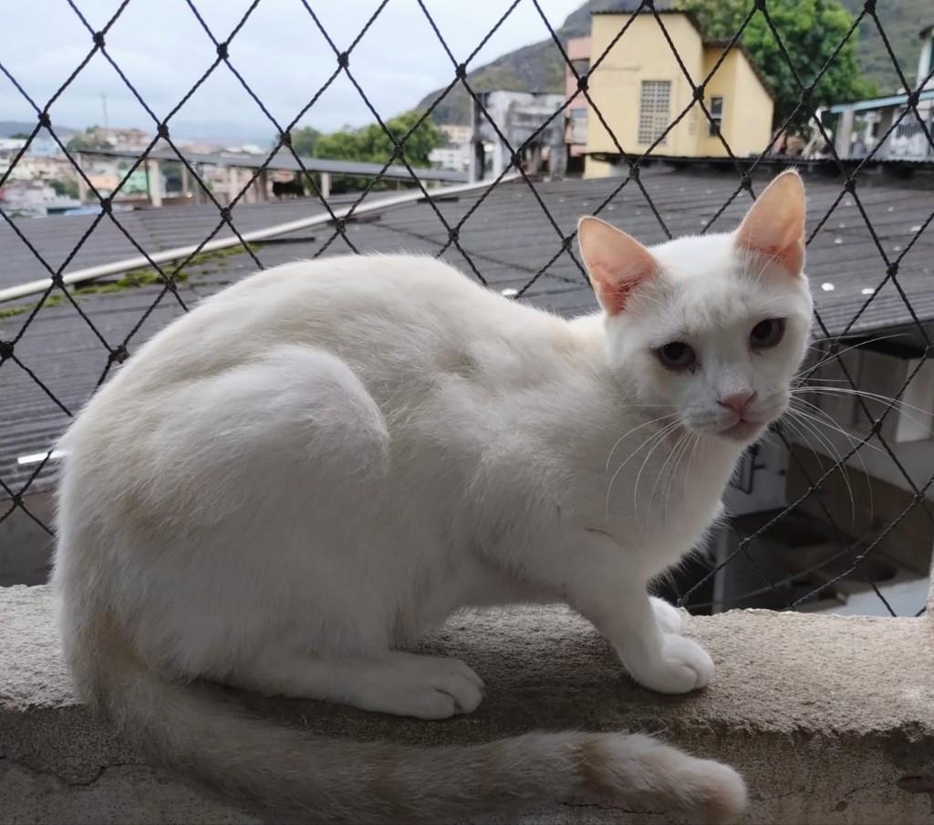 Simon, gato de porte pequeno para adoção em Vitória - ES