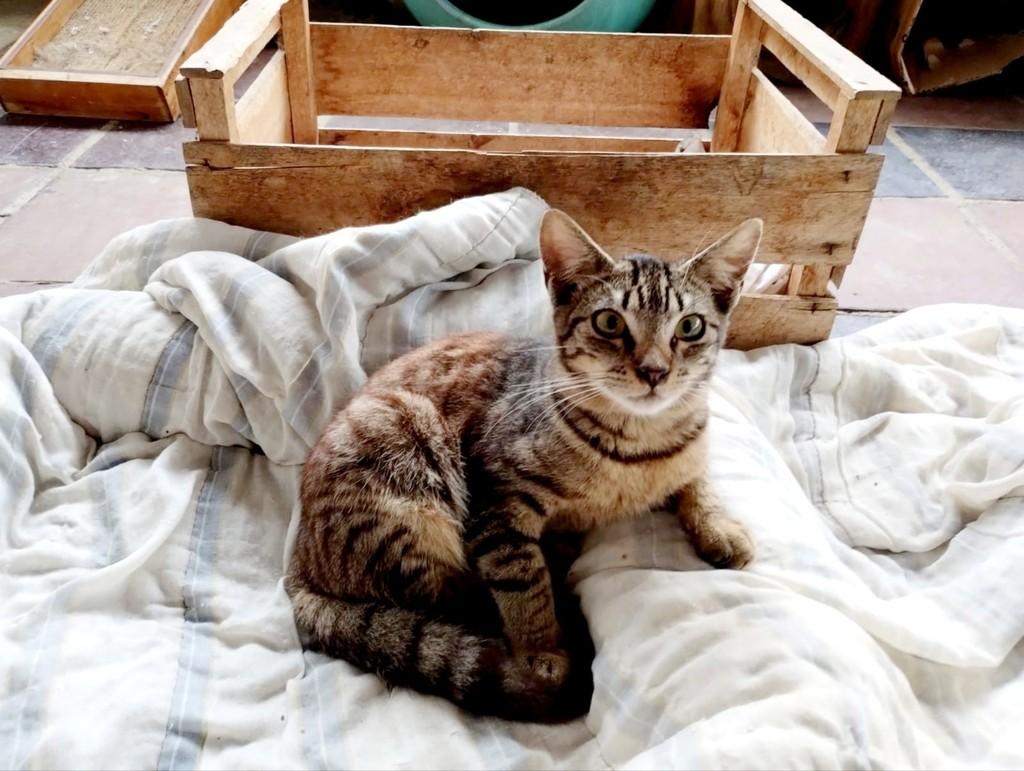 Kitty, gato de porte pequeno para adoção em Vitória - ES