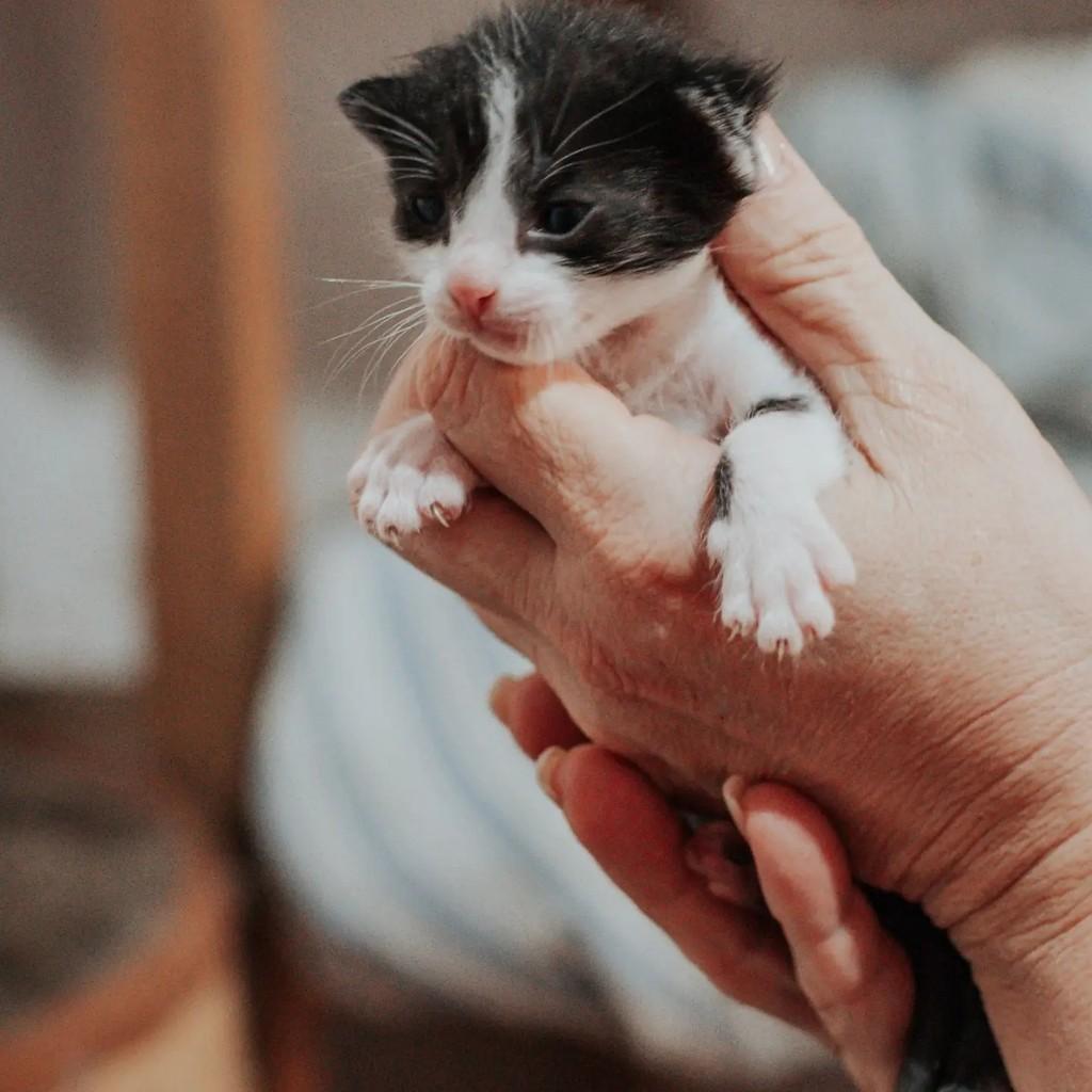 Mafalda, gata de porte pequeno para adoção em Vitória - ES — foto 3 de 19
