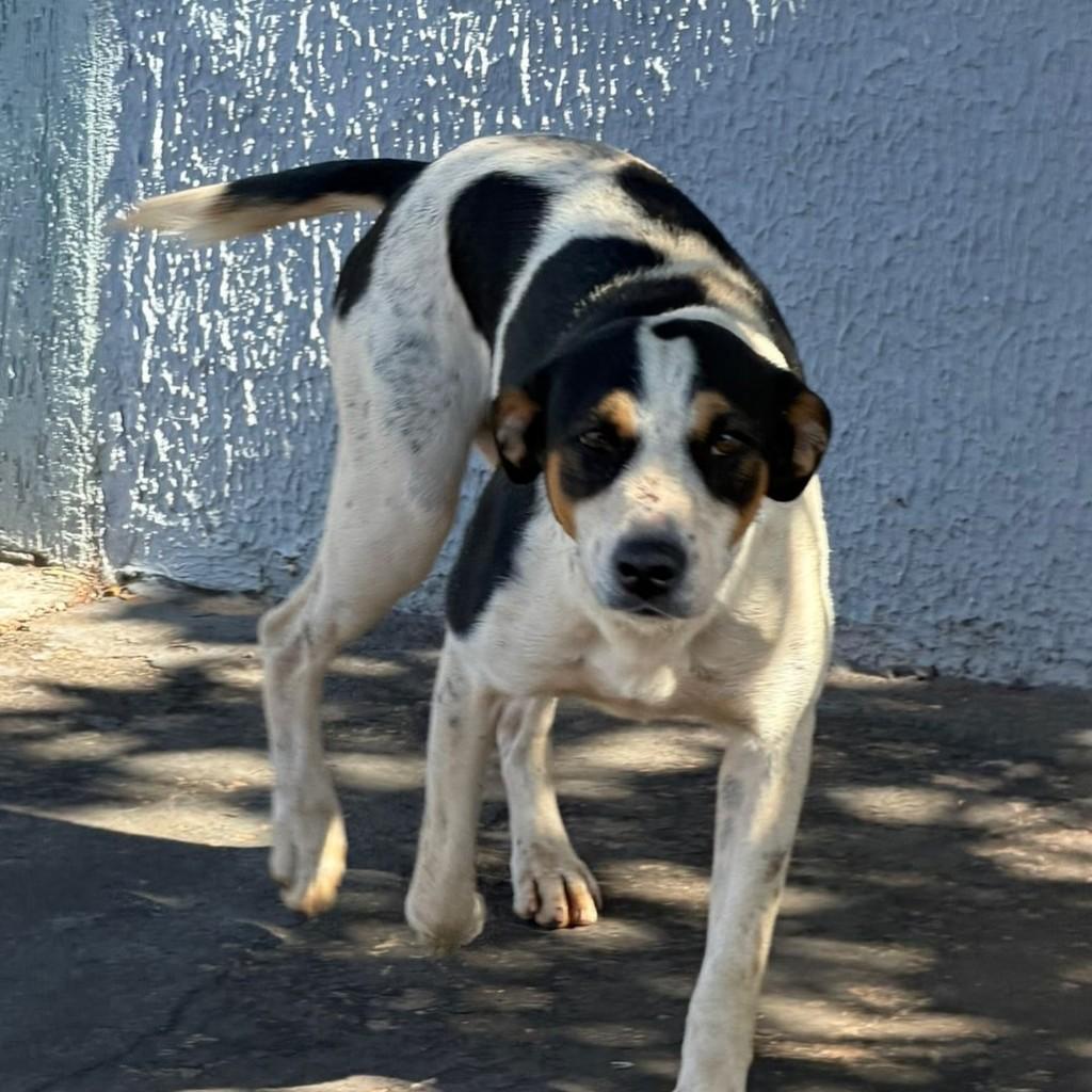Ele, cachorro de porte pequeno para adoção em Goiânia - GO