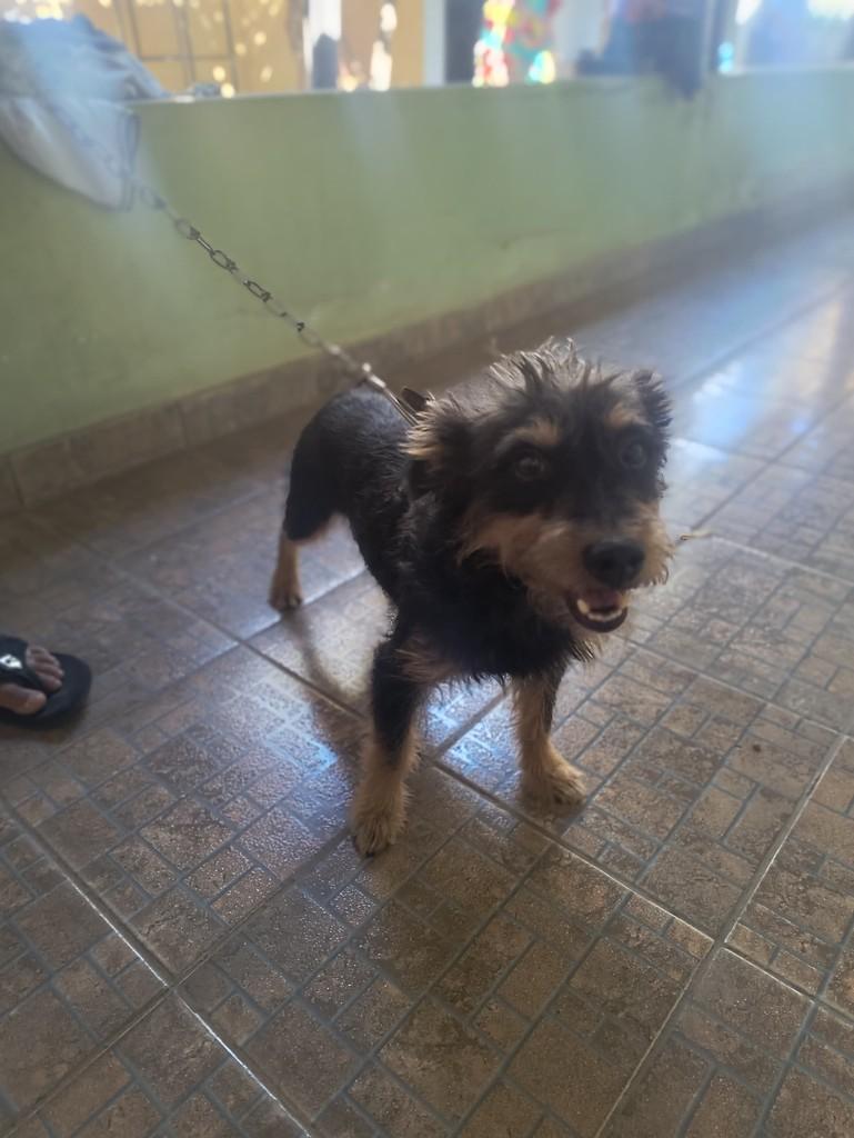 Leãozinho, cachorro de porte pequeno para adoção em Goiânia - GO