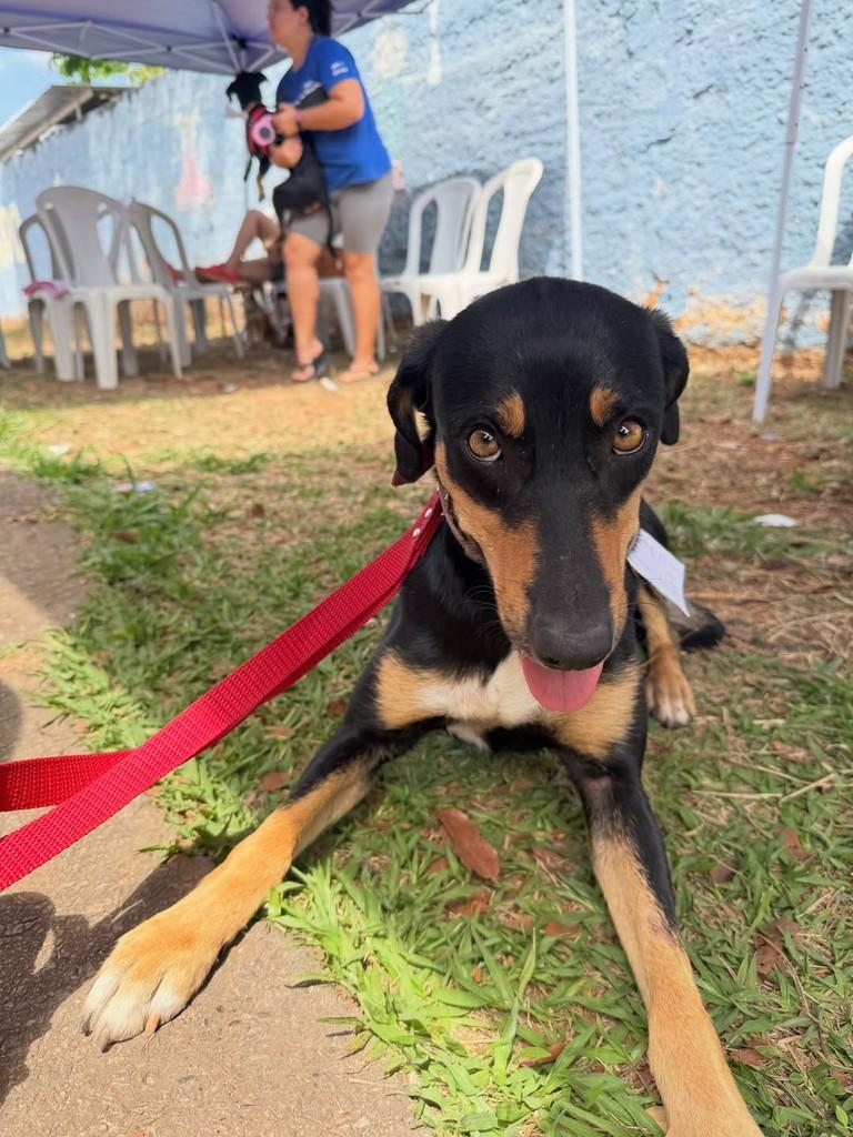 Pretinha, cadela de porte médio para adoção em Goiânia - GO