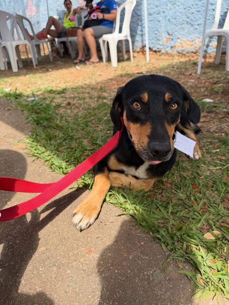 Pretinha, cadela de porte médio para adoção em Goiânia - GO — foto 2 de 3