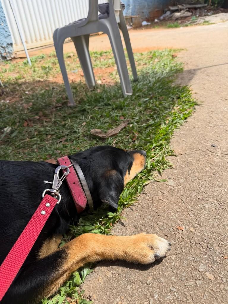 Pretinha, cadela de porte médio para adoção em Goiânia - GO — foto 3 de 3