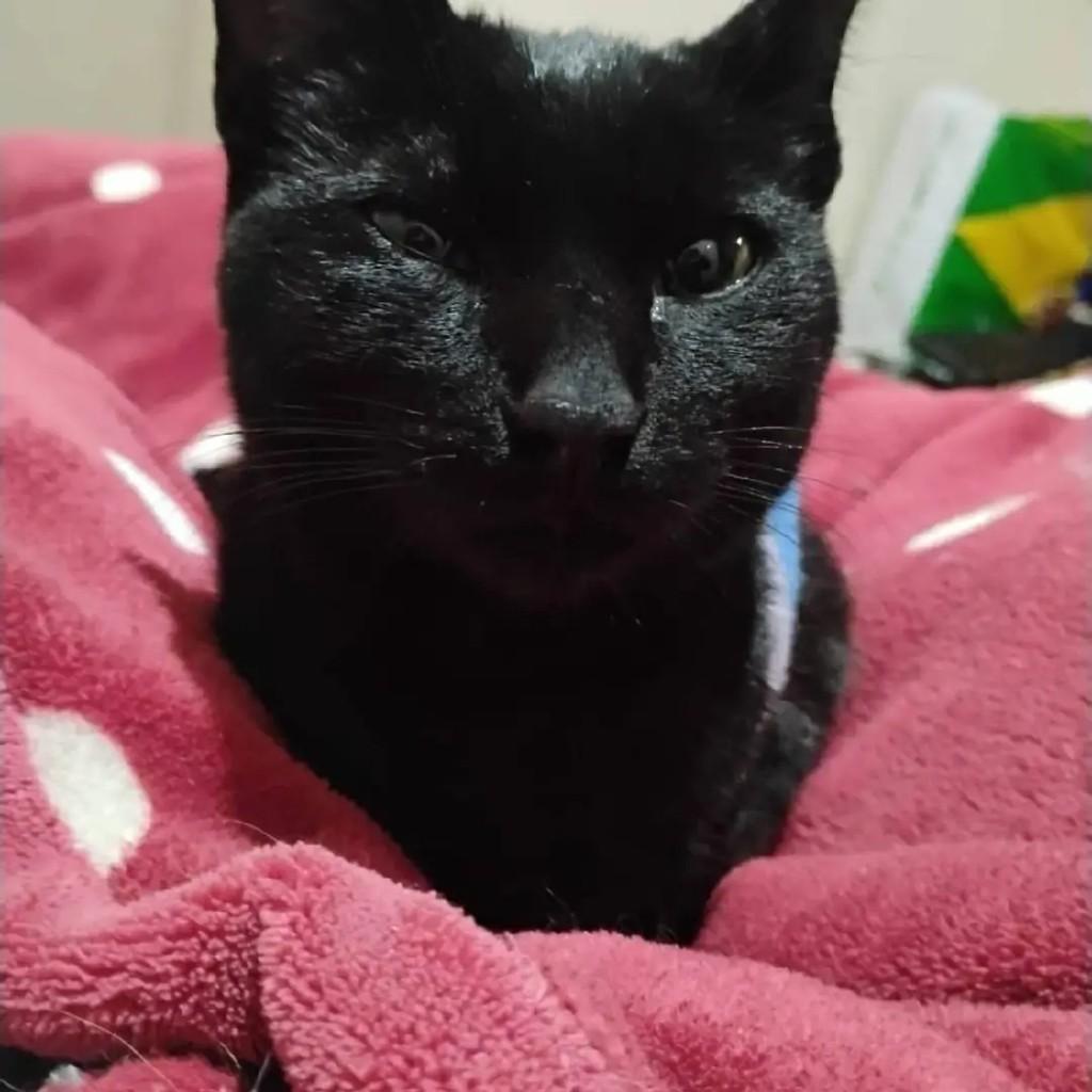 Pretinho, gato de porte pequeno para adoção em Pelotas - RS