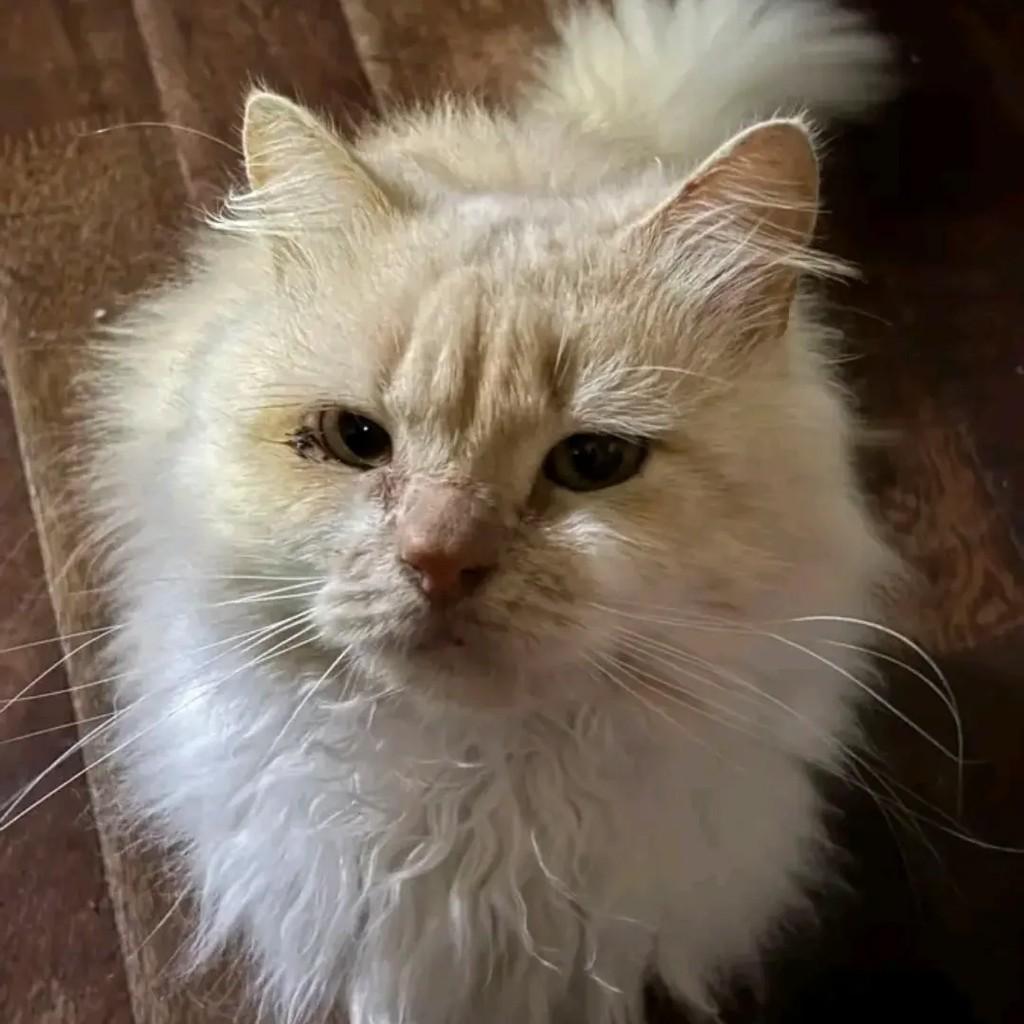 Mocca, gato de porte médio para adoção em Pelotas - RS