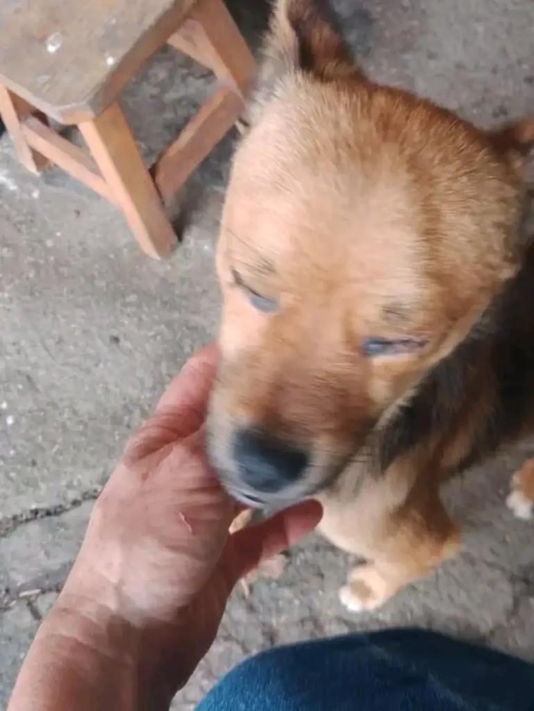 Doguinho, cachorro de porte pequeno para adoção em Pelotas - RS