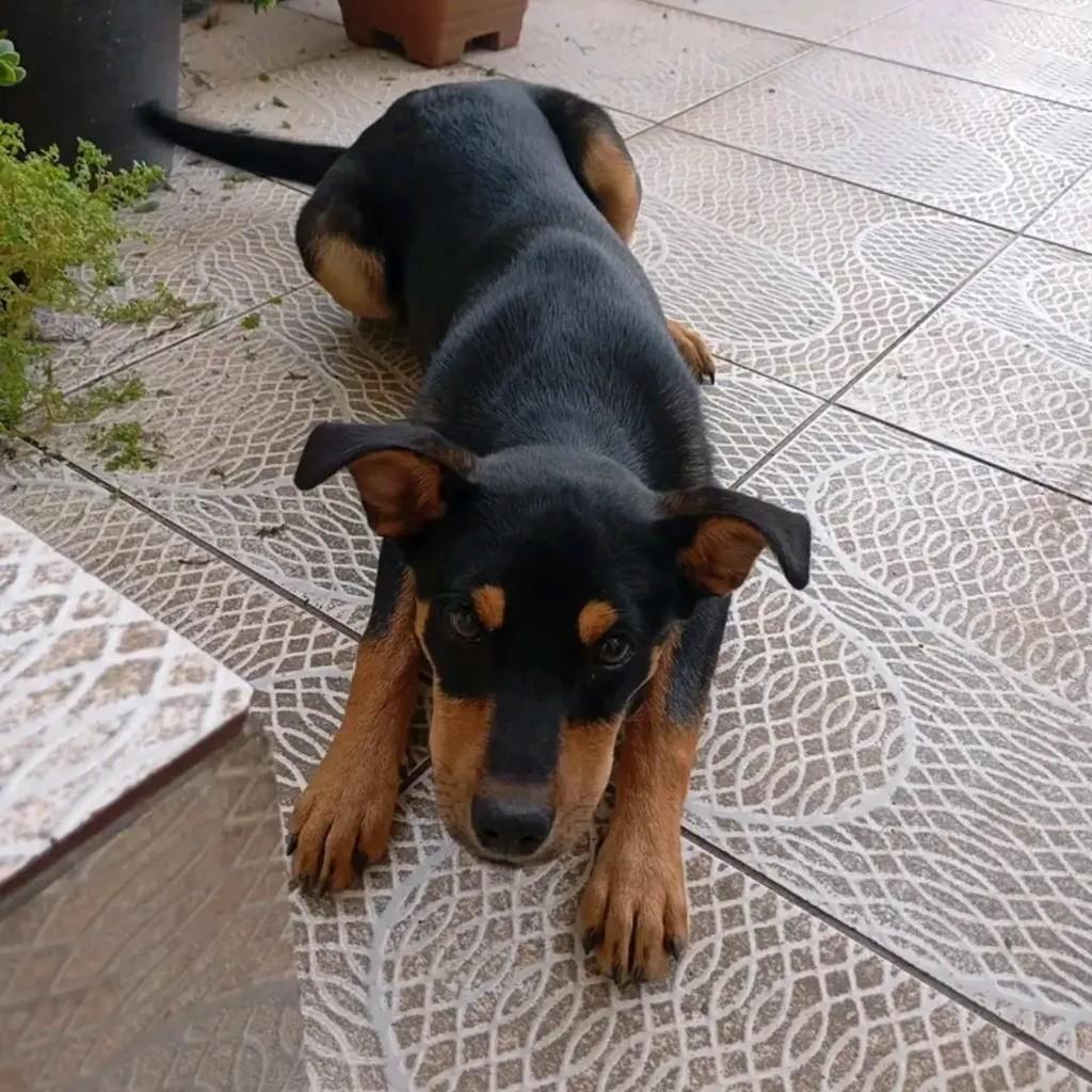 Filhotão, cachorro de porte pequeno para adoção em Pelotas - RS