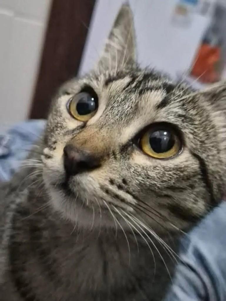 Ela, gato de porte pequeno para adoção em Pelotas - RS