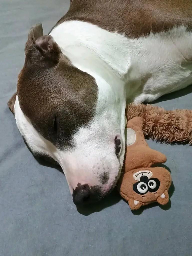 Gael, cachorro de porte médio para adoção em Pelotas - RS