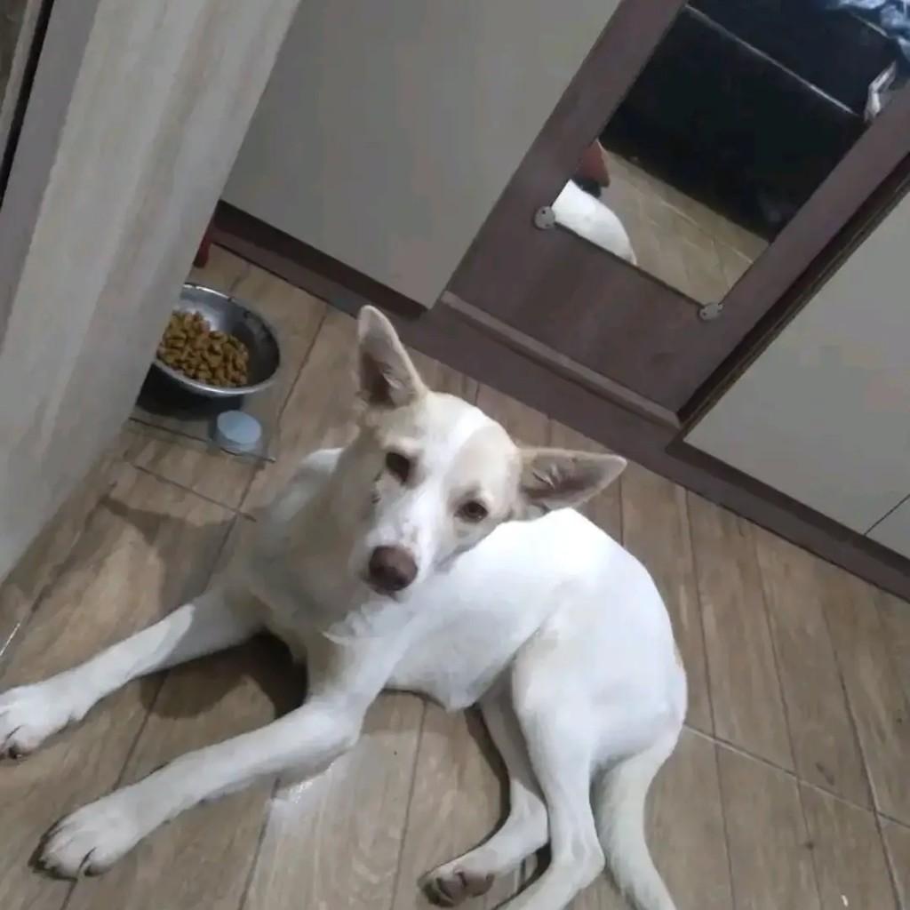 Mancinha Amiga Linda, cadela de porte pequeno para adoção em Pelotas - RS