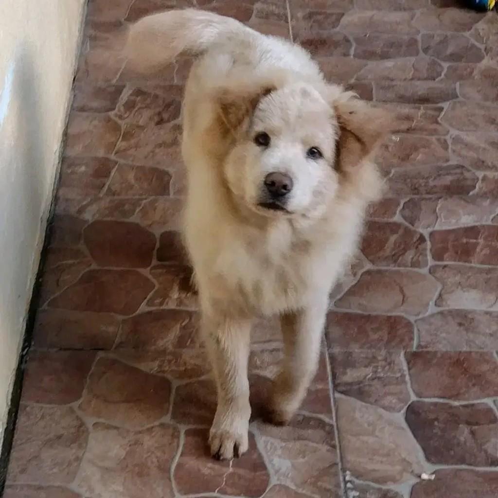 Simba, cachorro de porte grande para adoção em Pelotas - RS