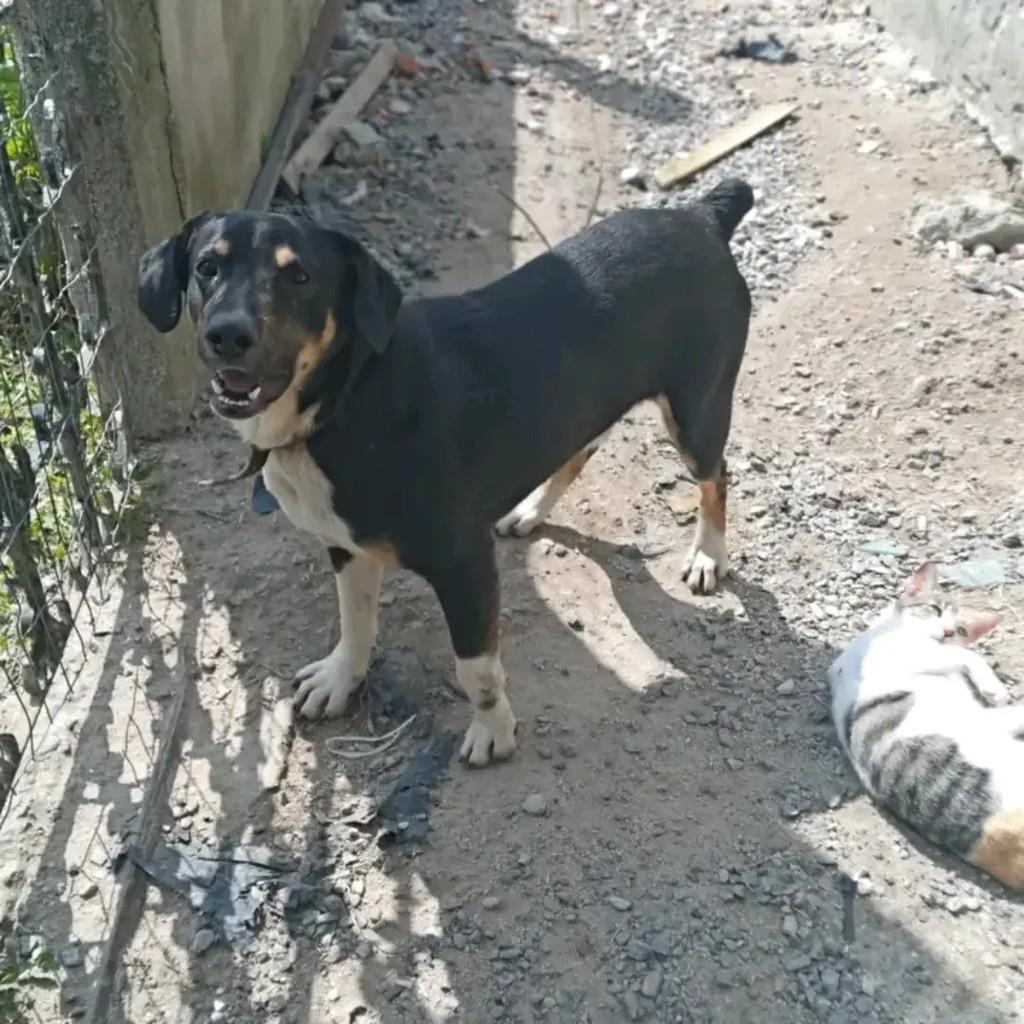 Thor, cachorro de porte grande para adoção em Pelotas - RS