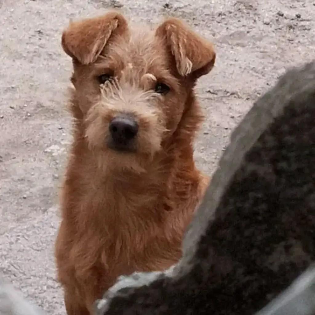 Boby, cachorro de porte pequeno para adoção em Pelotas - RS