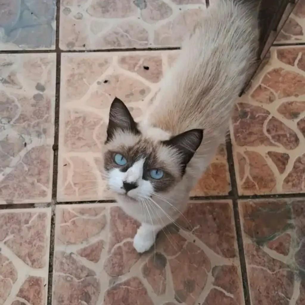 Sofia, gata de porte pequeno para adoção em Pelotas - RS