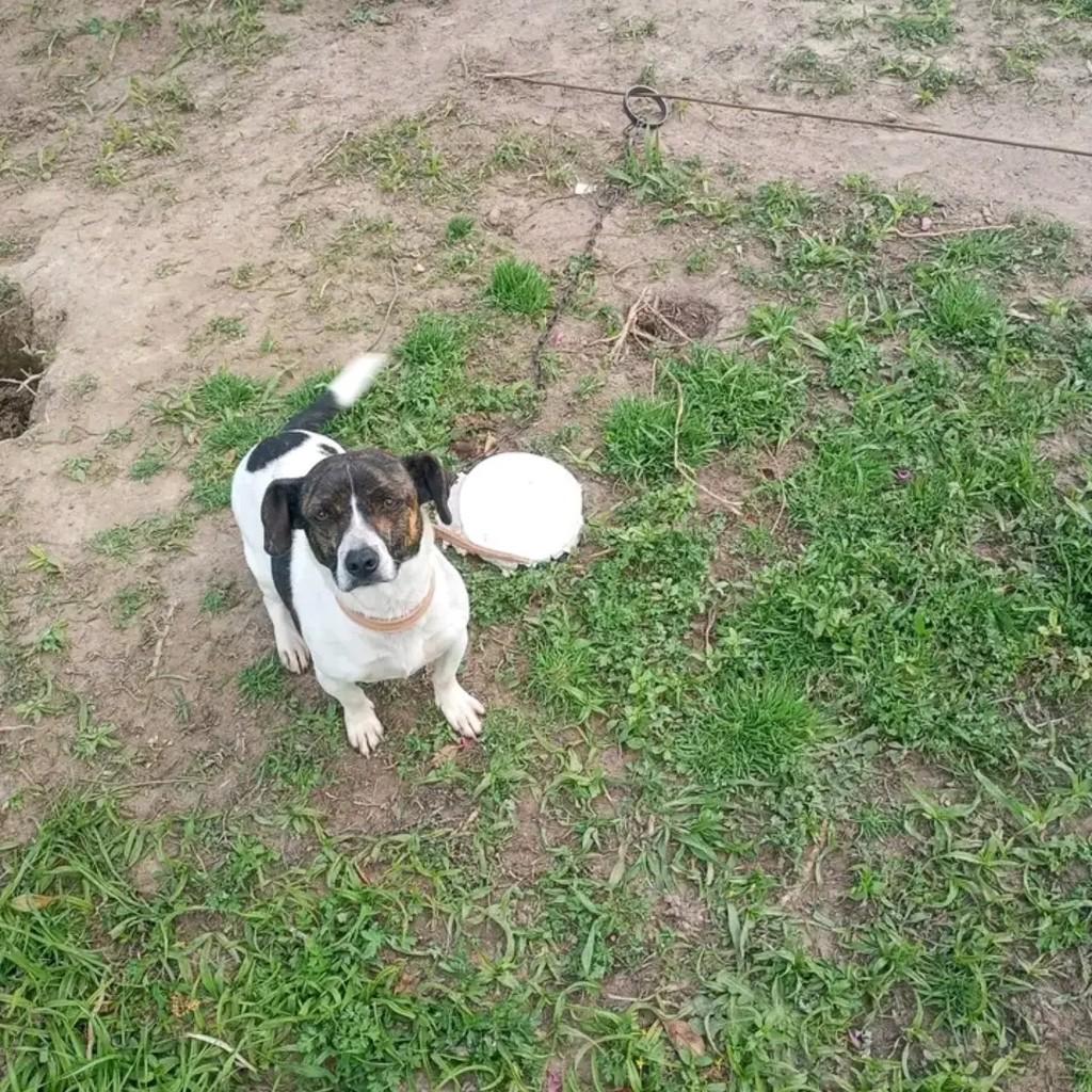 Sheppa, cadela de porte pequeno para adoção em Pelotas - RS