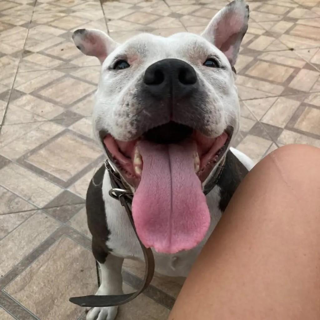 Nikita, cadela de porte médio para adoção em Pelotas - RS
