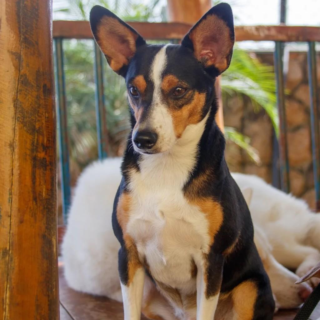 Chiquinho, cachorro de porte pequeno para adoção em Belo Horizonte - MG