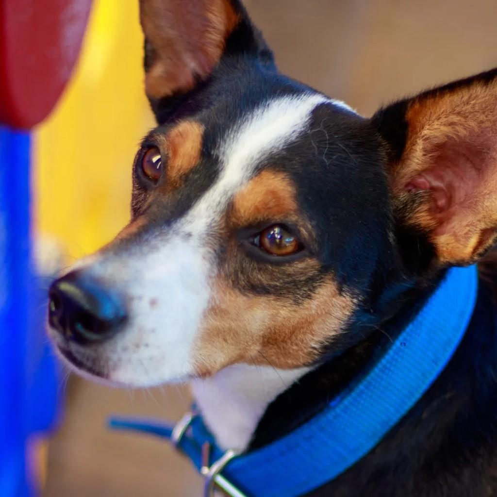 Chiquinho, cachorro de porte pequeno para adoção em Belo Horizonte - MG — foto 5 de 6