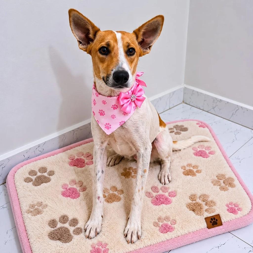 Frida, cadela de porte pequeno para adoção em Belo Horizonte - MG