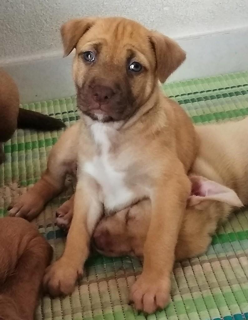 Cleo, cadela de porte pequeno para adoção em Belo Horizonte - MG