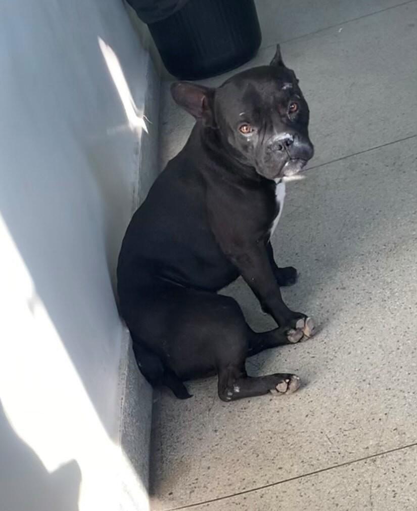 Buldogue Francês macho, cachorro de porte médio para adoção em Contagem - MG