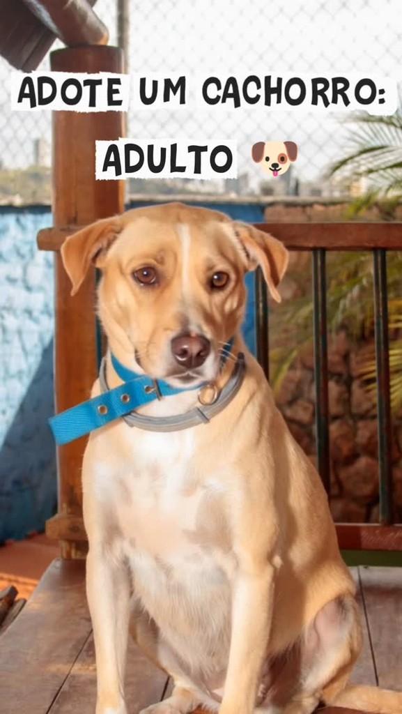 Gagau, cachorro de porte médio para adoção em Belo Horizonte - MG