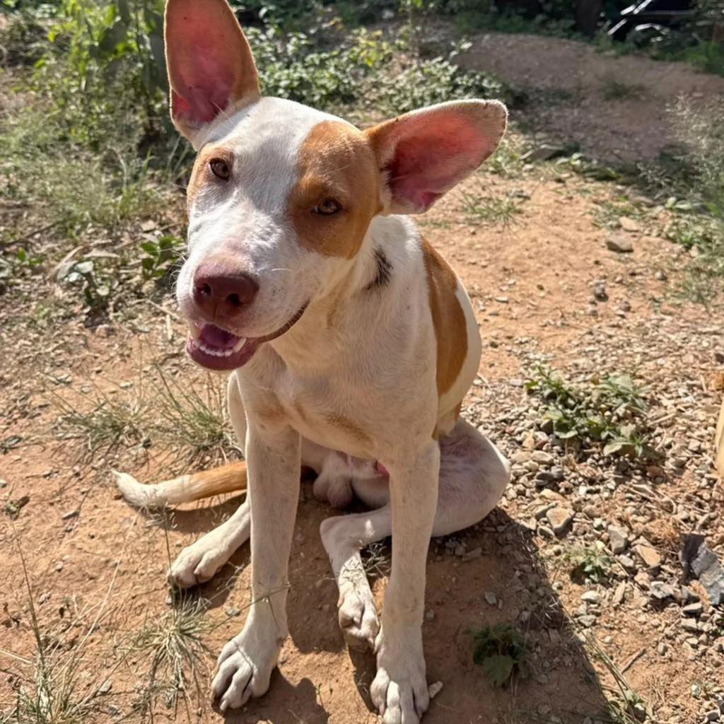 Scooby, cachorro de porte médio para adoção em Belo Horizonte - MG