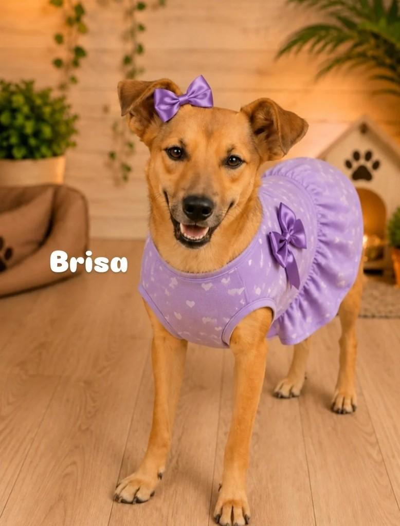 Brisa, cadela de porte médio para adoção em Belo Horizonte - MG