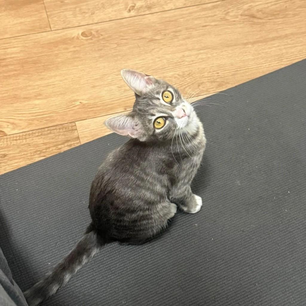 Lina, gata de porte pequeno para adoção em Belo Horizonte - MG
