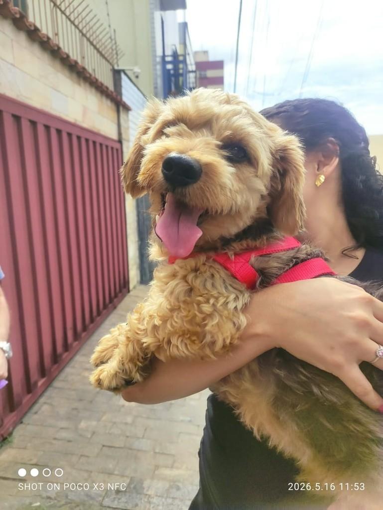 Benji, cachorro de porte médio para adoção em Belo Horizonte - MG